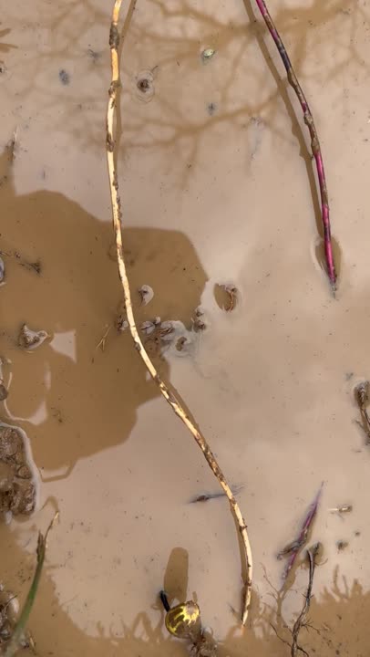 Diagnostic dig in a DFW yard: muddy water standing in a black-clay hole beside a valve box, days after the rain